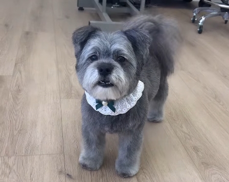 grey dog