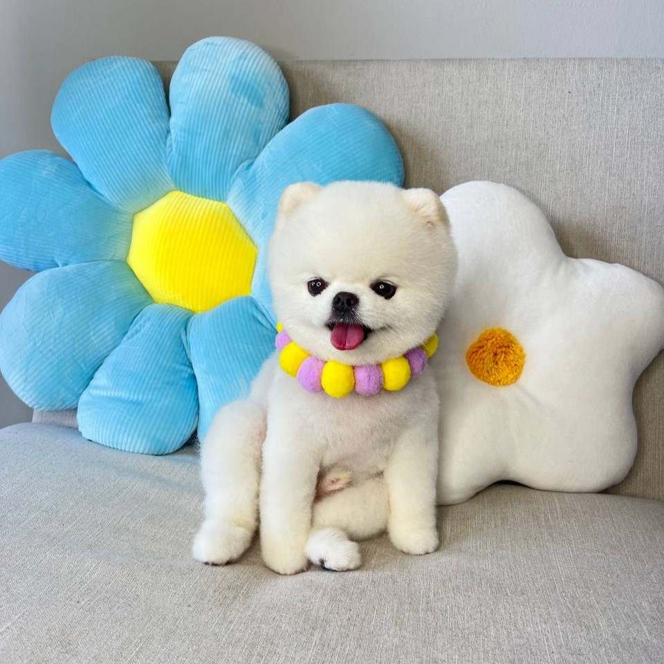 dog