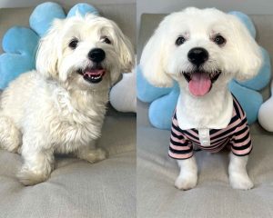 transformation-of-dog