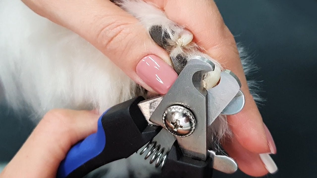 How to Trim a Dog's Nails