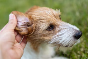 Best Ear Cleaning Solution