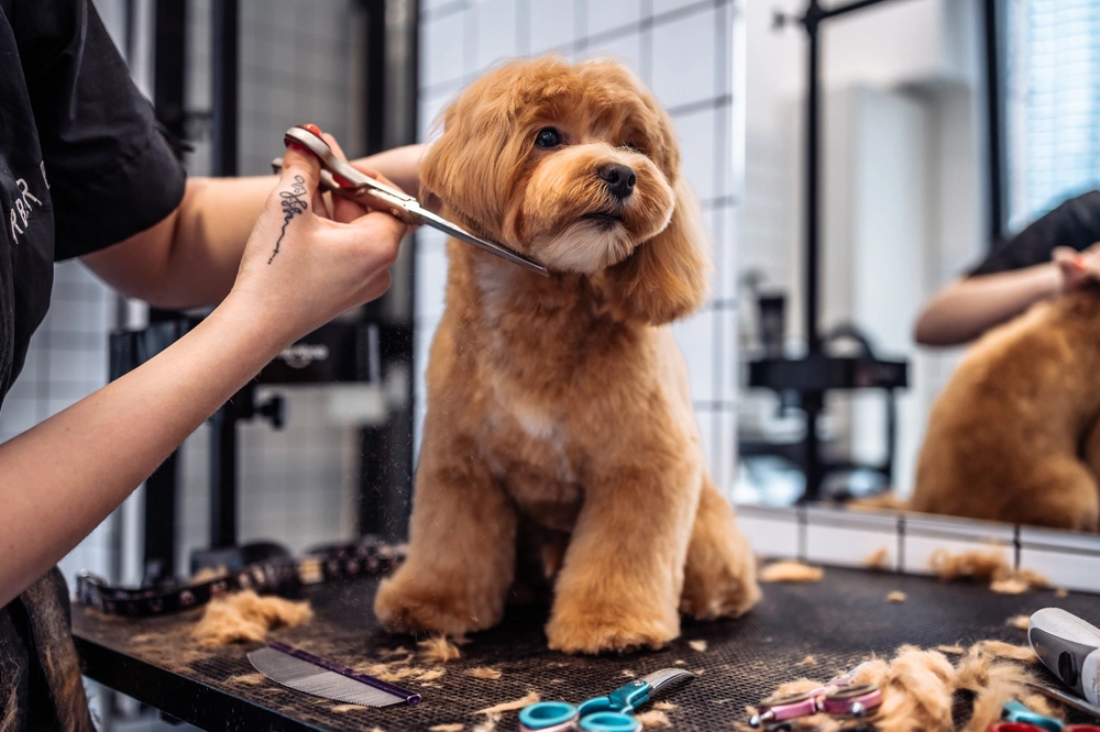 How Much Does Dog Grooming Cost? (2026 Complete Price Guide)