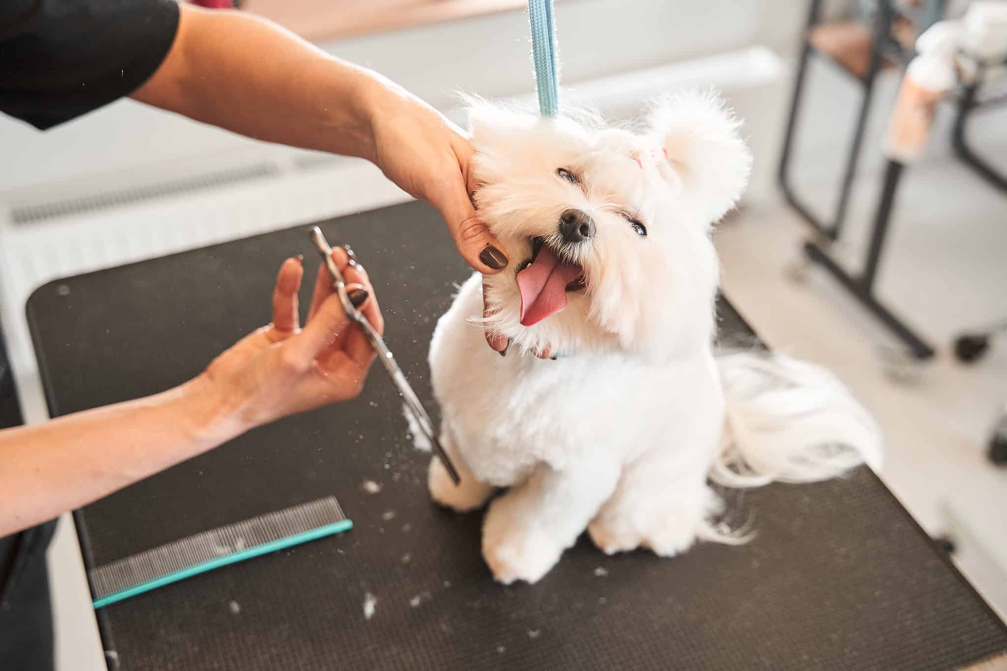 How Much Does a Full Dog Grooming Cost