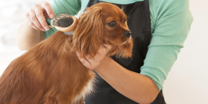 What Is Full Grooming for Dogs