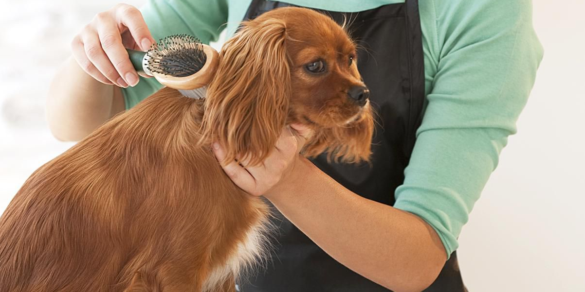 What Is Full Grooming for Dogs