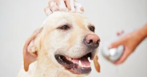 Should I Bathe My Dog Before Grooming?