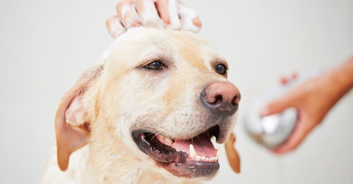 Should I Bathe My Dog Before Grooming?