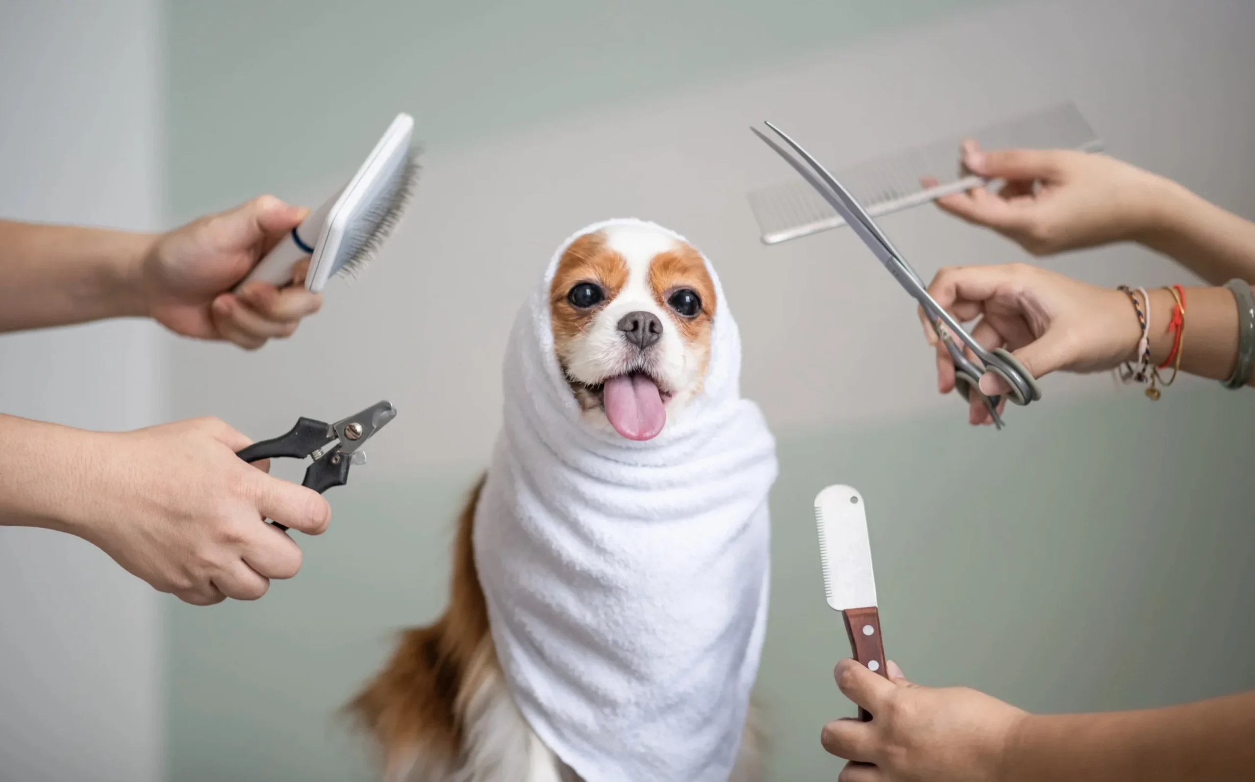 When Grooming a Dog, Do You Wash or Cut First?