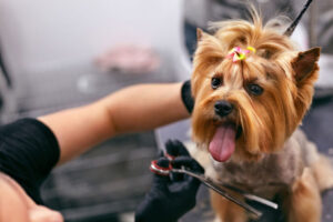 What Is Pet Grooming