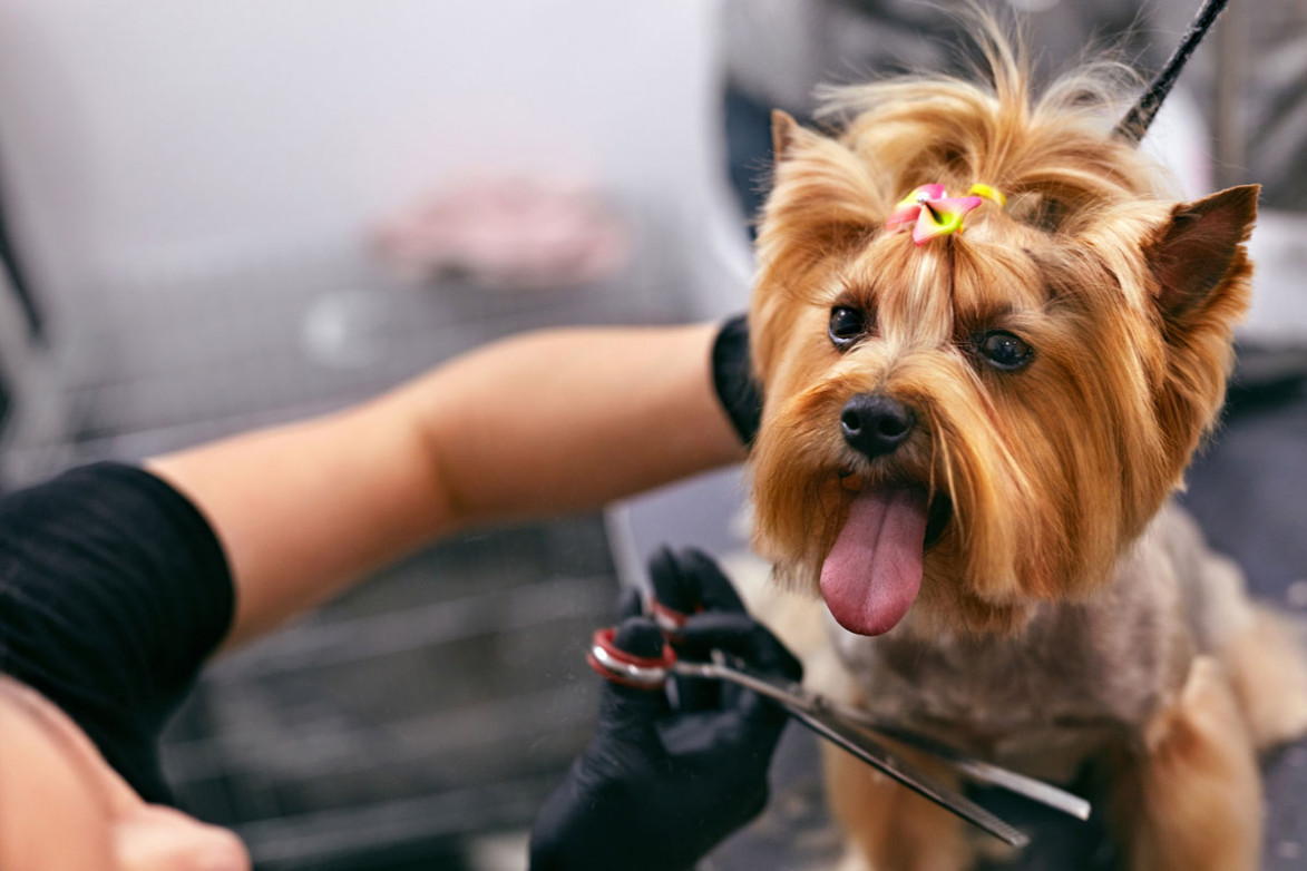What Is Pet Grooming