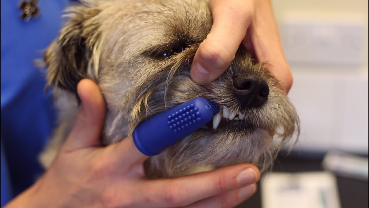 dog-teeth-cleaning