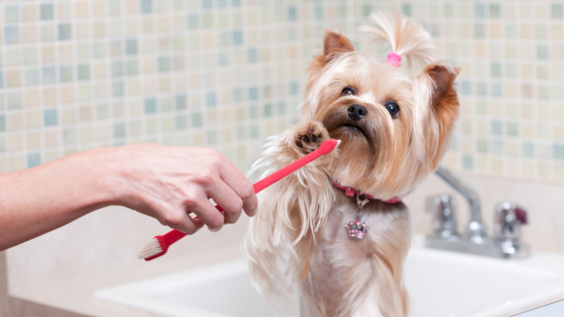 what-happens-during-a-dog-teeth-cleaning-appointment